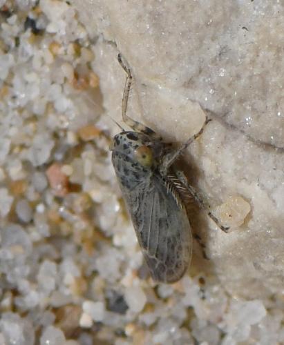 Euscelidius variegatus
